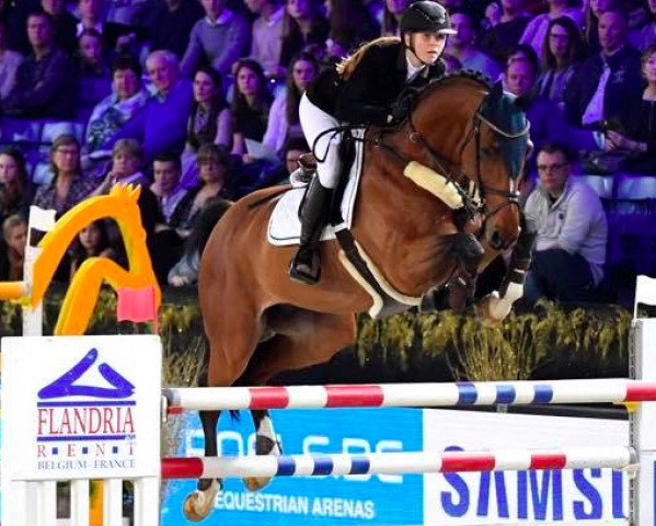 jumper Jay Jay van de Mottelhoeve (Belgian Warmblood, 2009, from Faldiano) jumper Jay Jay van de Mottelhoeve (Belgian Warmblood, 2009, from Faldiano)