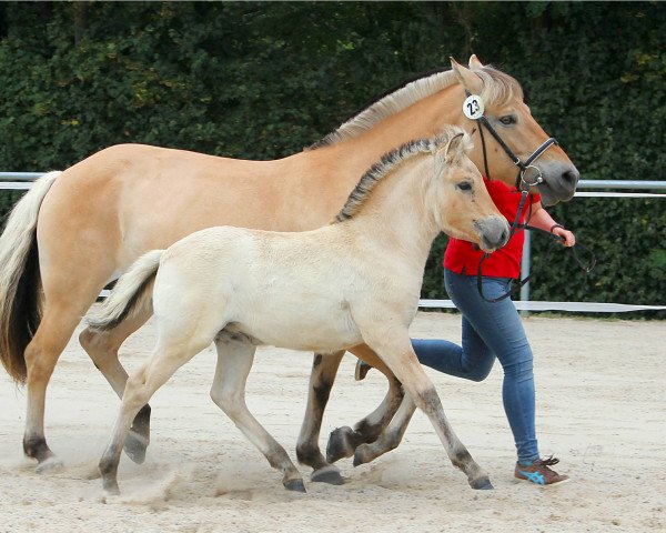 Pferd Gudny (Fjordpferd, 2020, von Kelvin)