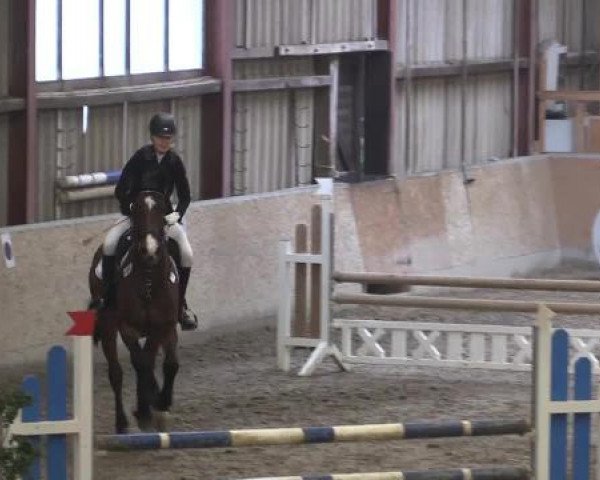 Hallenturnier Springe 2015