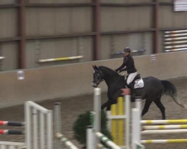 Hallenturnier Springe 2015