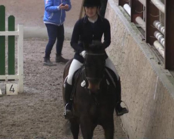Hallenturnier Springe 2015