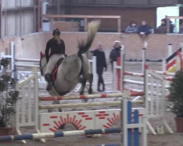 Hallenturnier Springe 2015