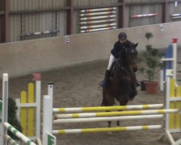 Hallenturnier Springe 2015