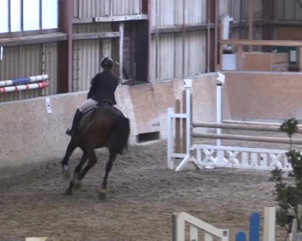 Hallenturnier Springe 2015
