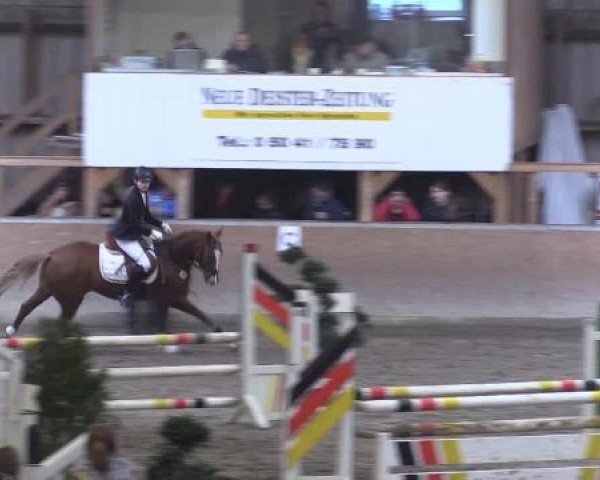 Hallenturnier Springe 2015