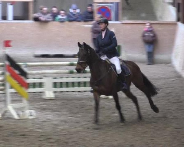 Hallenturnier Springe 2015