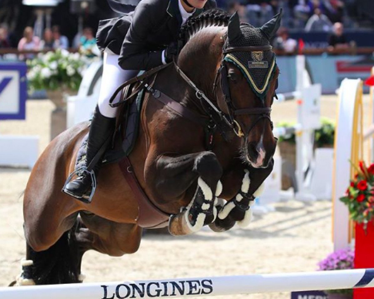 Springpferd Bibenbreaker (KWPN (Niederländisches Warmblut), 2006, von Heartbreaker)