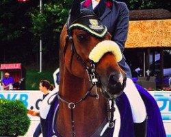 jumper Last Minute 60 (Zangersheide riding horse, 2004, from Quasimodo Z)