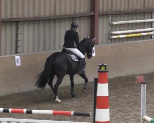 Hallenturnier Springe 2015
