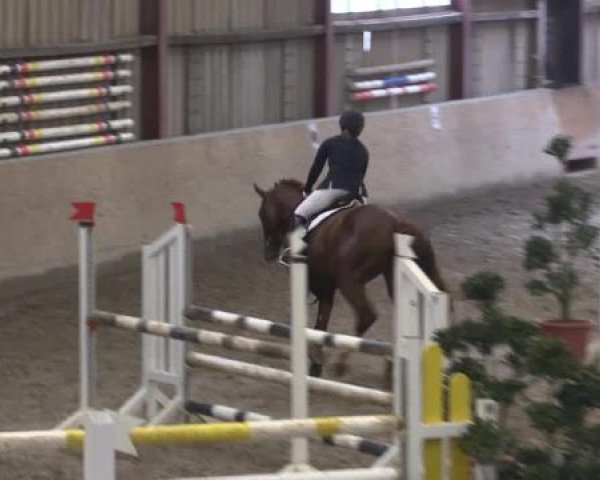 Hallenturnier Springe 2015