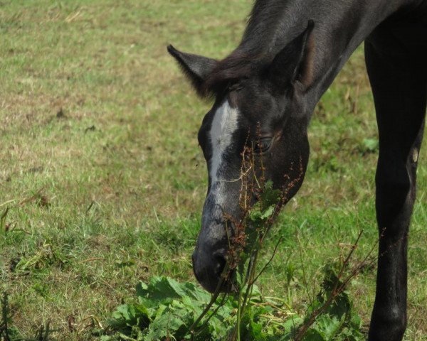 horse Classica du Rouet (Oldenburg show jumper, 2019, from Classico TN)