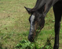 Pferd Classica du Rouet (Oldenburger Springpferd, 2019, von Classico TN)