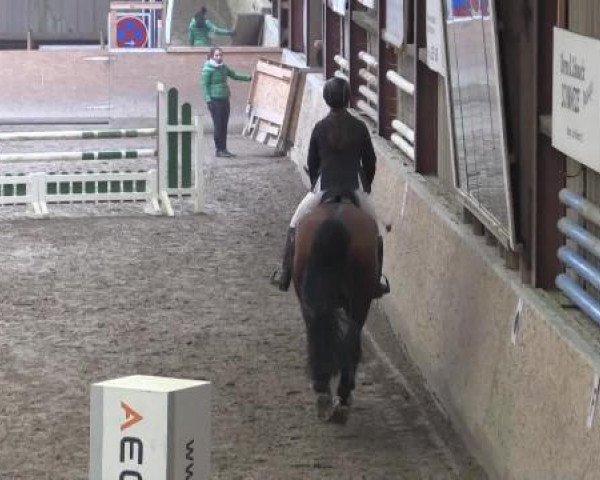 Hallenturnier Springe 2015