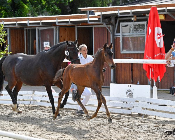 Pferd Fibonacci (Österreichisches Warmblut, 2020, von Faberge Ep)