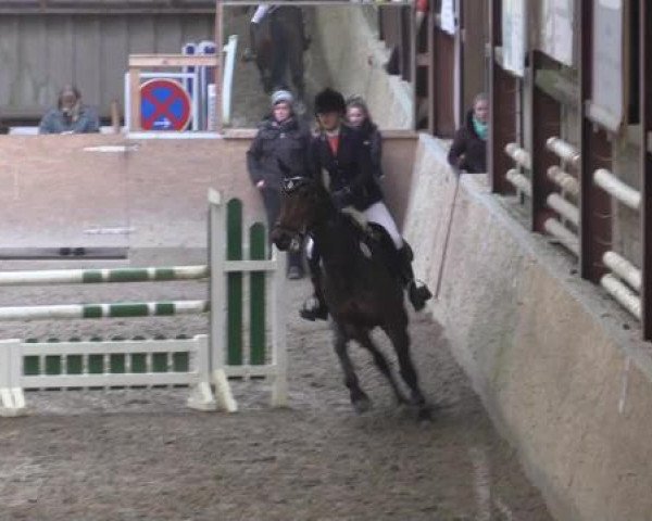 Hallenturnier Springe 2015