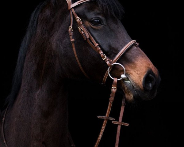 broodmare Florina (Hanoverian, 2003, from Fürstenreich)