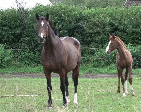 broodmare Soraya 141 (Württemberger, 2004, from Sir Oldenburg)