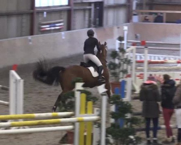 Hallenturnier Springe 2015