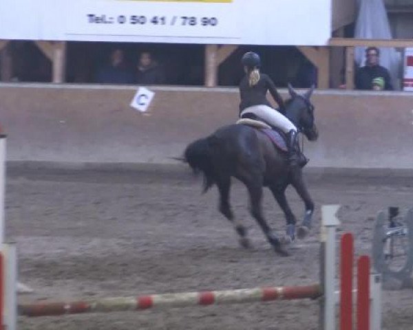 Hallenturnier Springe 2015