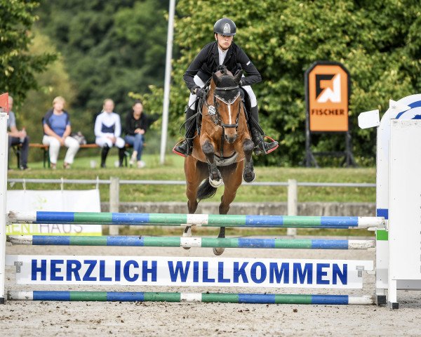 jumper Cupido K 4 (German Sport Horse, 2016, from Ciacomo)