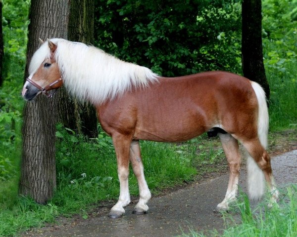 stallion Mozart (Haflinger, 1996, from 1262 Midas)
