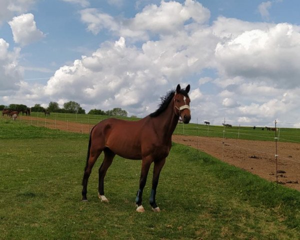 Pferd Escado 29 (Trakehner, 2013, von Summertime)