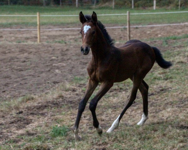horse Grey Glamour LH (Westphalian, 2020, from Great Star 4)