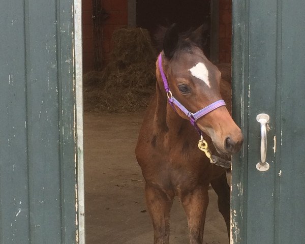 horse Schwalbenmusik (Trakehner,  , from Summertime)