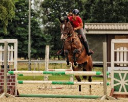 broodmare Bruni (Oldenburg, 2011, from Balou du Rouet)