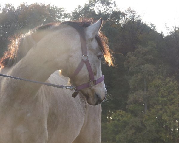 jumper Misses Right (German Riding Pony, 2015, from FS Mr. Right)