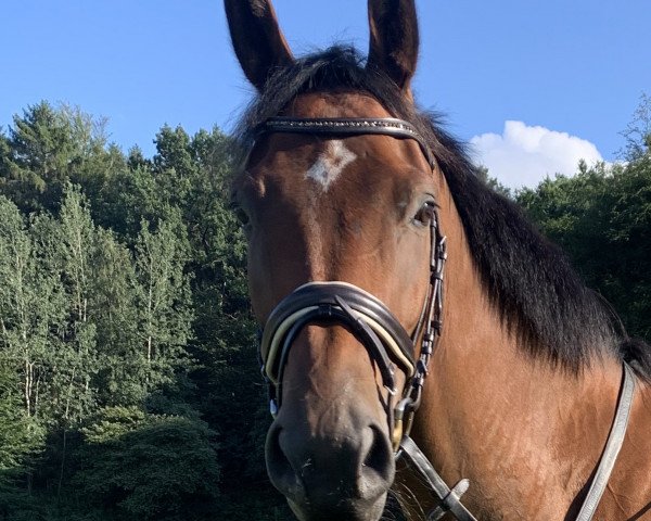 jumper Rhodonit 11 (Pinto with riding horses pedigree, 2016, from Ramazotti de Grande)