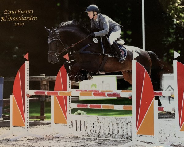 jumper Quality time of Love (Oldenburg show jumper, 2013, from Quality Time)