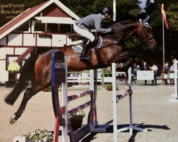 jumper Oliso (Oldenburg show jumper, 2014, from Diarado)