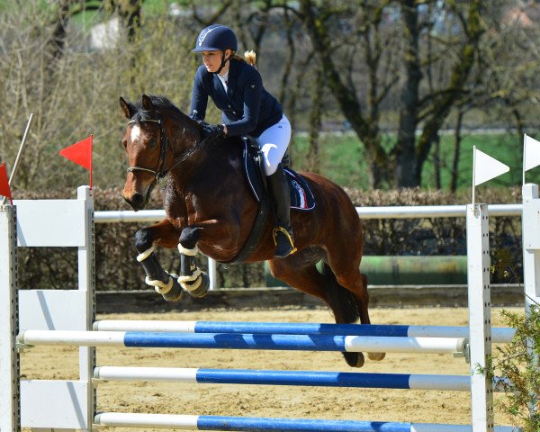 broodmare Havja CH (Freiberger, 2009, from Hallali)