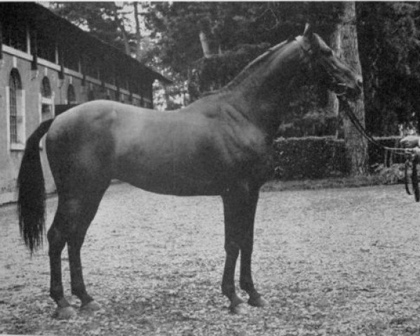 Deckhengst Jacinto AA (Anglo-Araber, 1961, von Sumeyr ox) Deckhengst Jacinto AA (Anglo-Araber, 1961, von Sumeyr ox)