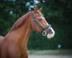 stallion Dodenhof (Hanoverian, 2004, from Don Cavallo)