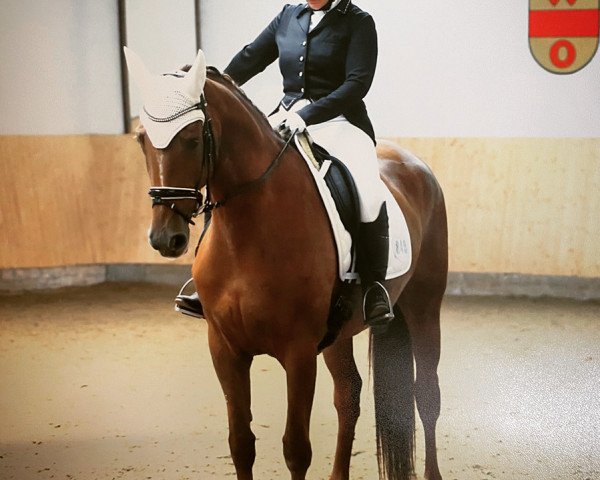 dressage horse Wanna Be Whitney (Hanoverian, 2013, from Wynton)