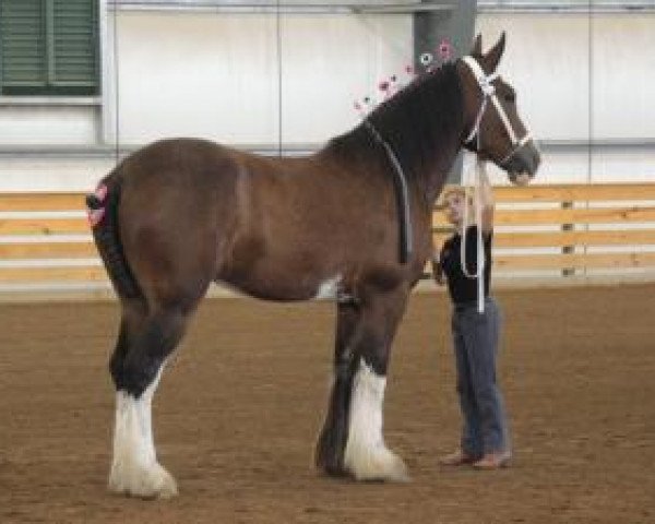 broodmare Ily-Kate (Clydesdale, 2015, from Tablerock's Cracker Jack)