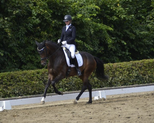 Dressurpferd Tomahawk's Tender Love (Hannoveraner, 2016, von Tomahawk)