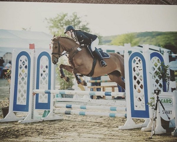 jumper Vroni M (Westphalian, 2012, from Valeron)