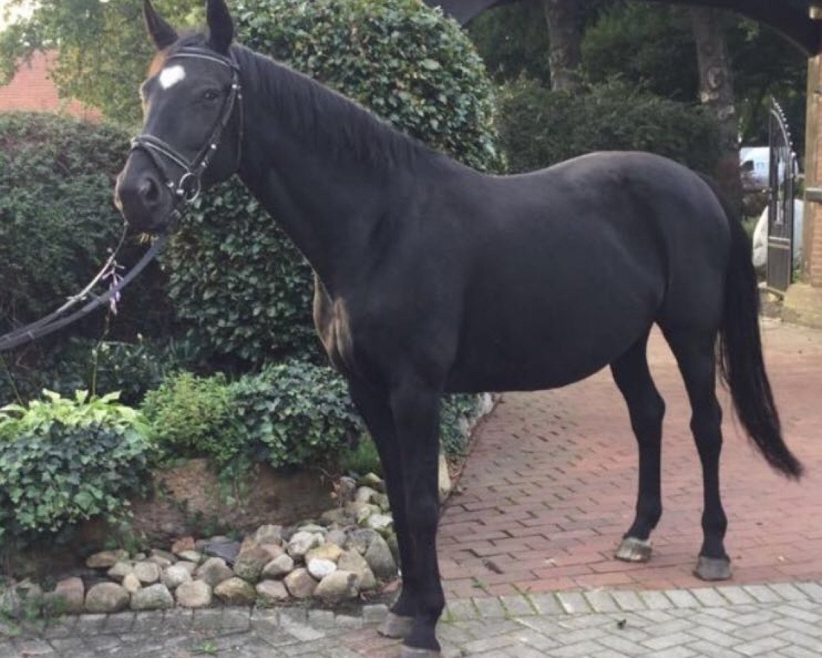 broodmare Santana (Hanoverian, 2002, from Sandro Hit)