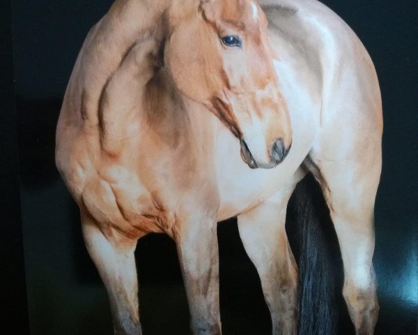 Springpferd Le'Kabolla (Württemberger, 1997, von Limelight)