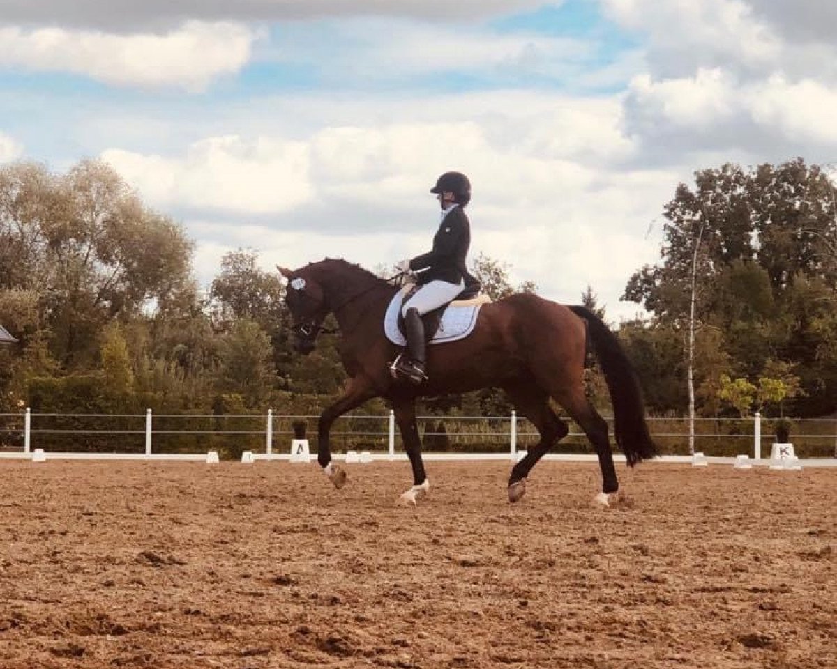 dressage horse Castiel R (German Sport Horse, 2016, from Casallco)