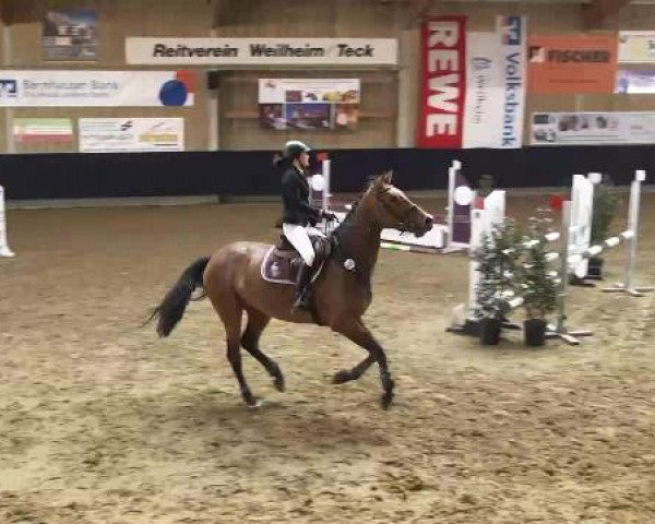 Hallenspringturnier Weilheim/Teck 2015