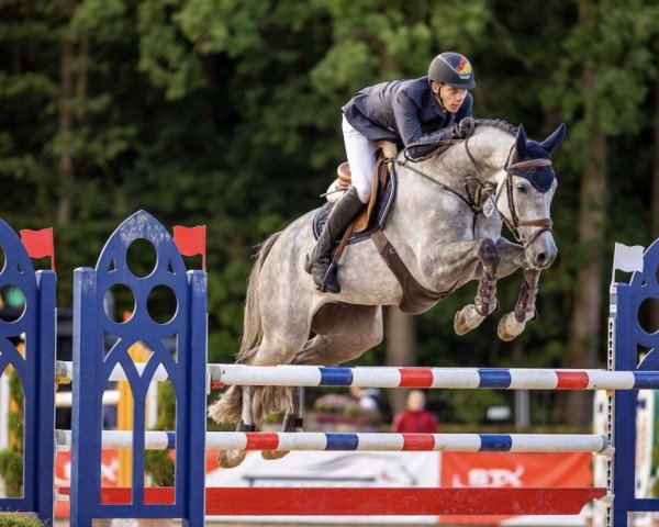 Springpferd Caliato (Holsteiner, 2014, von Calido I)