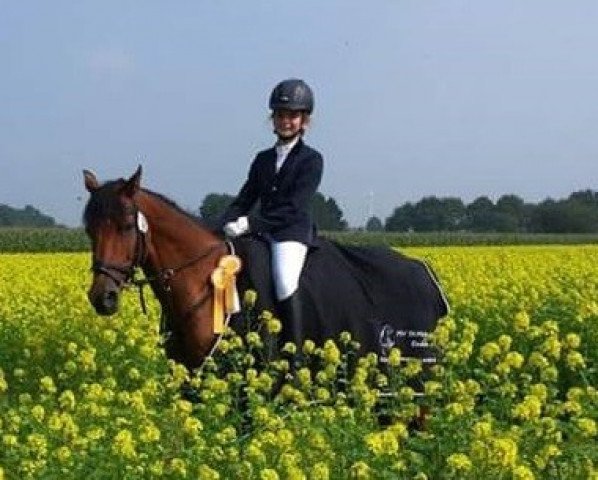 dressage horse Dandini (Westphalian, 1998) dressage horse Dandini (Westphalian, 1998)