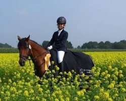 Dressurpferd Dandini (Westfale, 1998)
