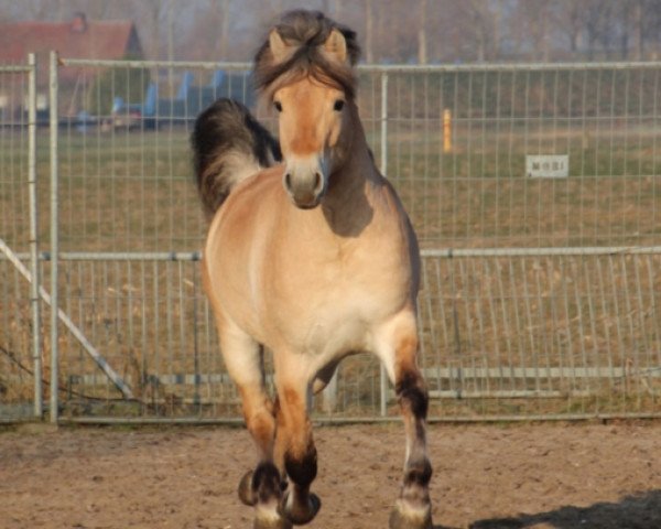 horse Hannes (Fjord Horse, 2014, from Kastanjegårdens Hannibal)