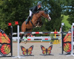 jumper Covergirl 13 (Oldenburg show jumper, 2007, from Harras)