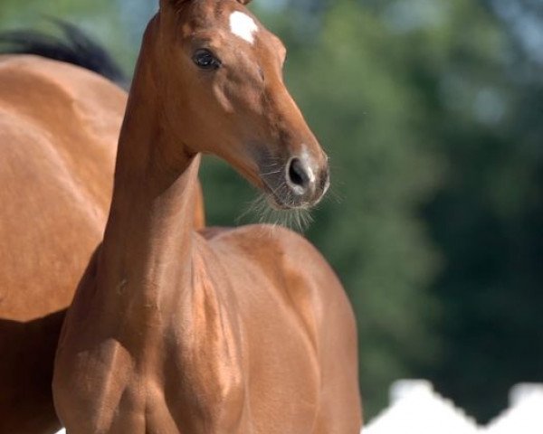 horse Cara Bee (Westphalian, 2020, from Contact Me)